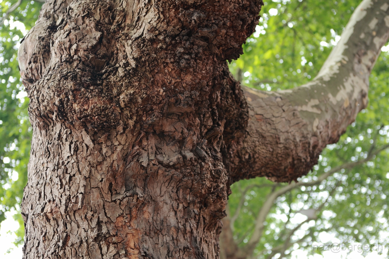 EOS 5D Mark II08_06_20148312.JPG